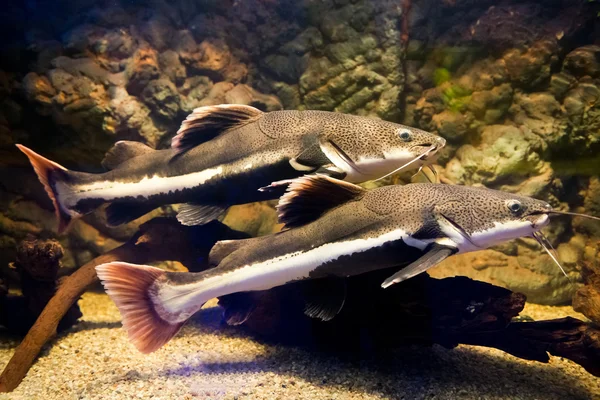 Phractocephalus hemioliopterus - redtail catfish — Stock Photo, Image