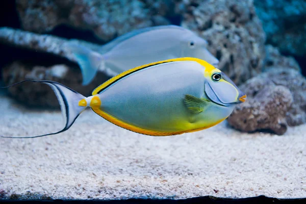 Naso lituratus - pesce unicorno barcheek — Foto Stock