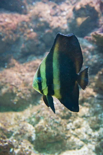 Platax 口輪 - 球状 spadefish — ストック写真