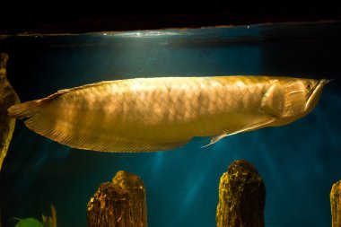 Osteoglossum bicirrhosum - gümüş arowana