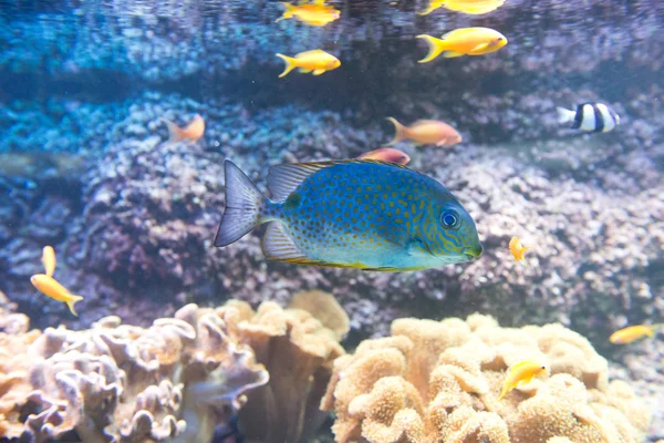 Orange fläckig spinefoot - siganus guttatus — Stockfoto