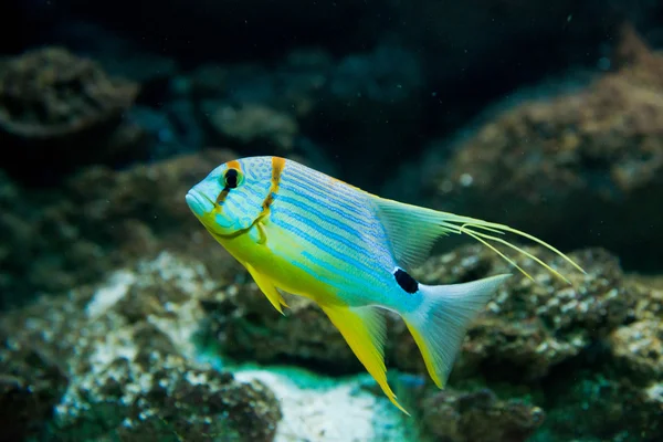 Pargo - symphorichthys spilurus — Fotografia de Stock