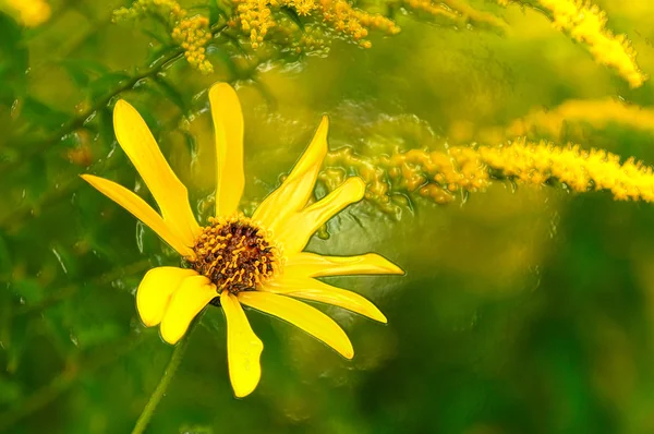 Flor amarilla — Foto de Stock