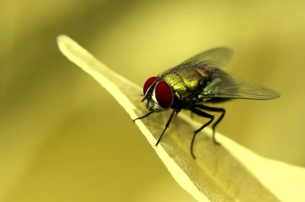 Fliege auf einem Blatt — Stockfoto