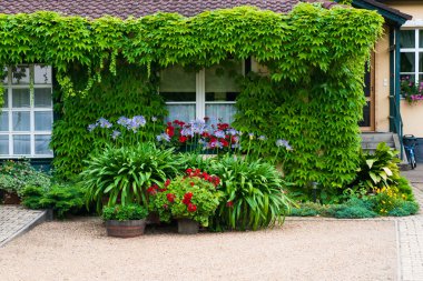 house overgrown with creepers clipart