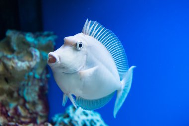 Naso unicornis - bluespine unicornfish