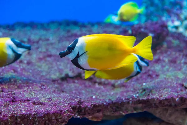 Cara de zorro conejo. Siganus vulpinus — Foto de Stock