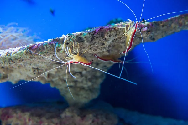 Lysmata alga (tisztább garnéla) — Stock Fotó