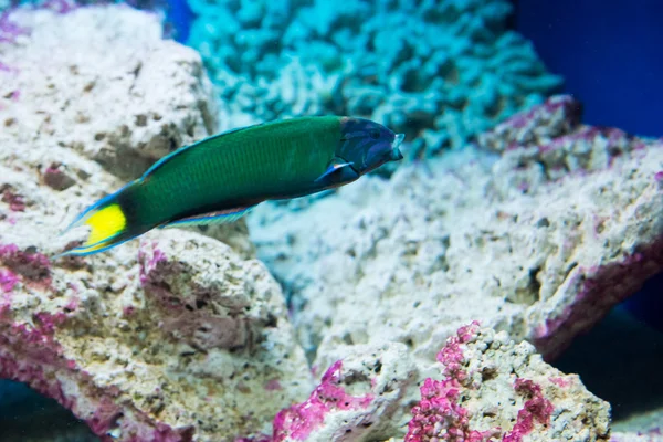 Księżyc wrasse - Thalassoma lunare — Zdjęcie stockowe