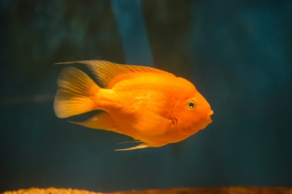 Loro de sangre Cichlid — Foto de Stock