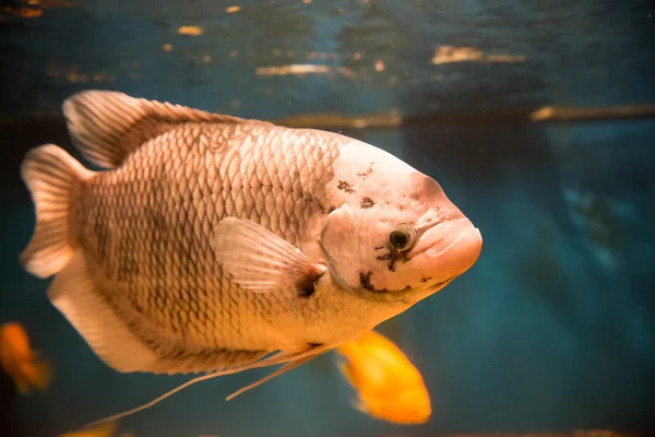 Jätte gourami - Osphronemus goramy — Stockfoto