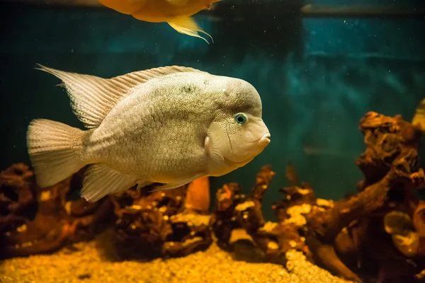 Flowerhorn Cichlidleri — Stok fotoğraf