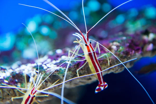 Lysmata amboinensis (Cleaner Shrimp) — Stock Photo, Image