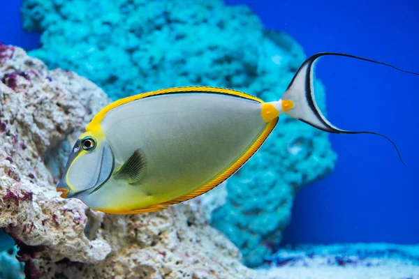 Naso lituratus - barcheek unicornfish — Stock Fotó