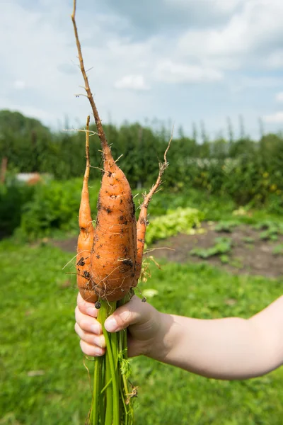 Zanahoria Daucus carota L . — Foto de Stock
