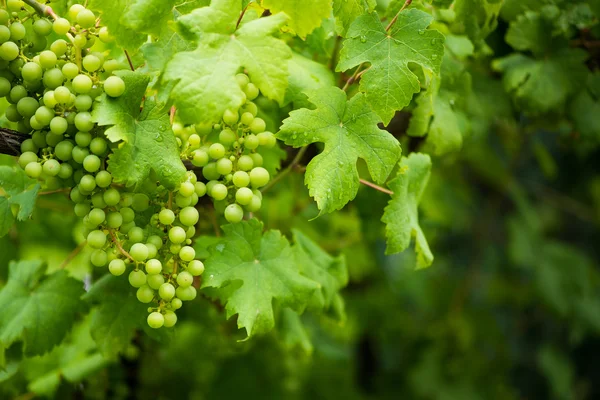 Green grapes — Stock Photo, Image