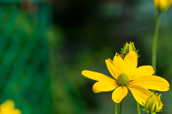 Flor rudbeckia — Fotografia de Stock
