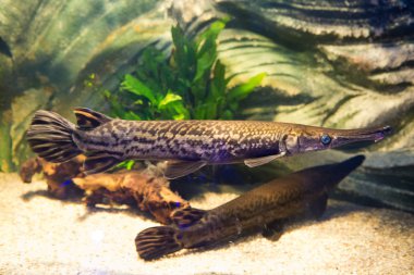 Atractosteus spatula - timsah topla