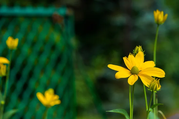 Sarı çiçek rudbeckia — Stok fotoğraf