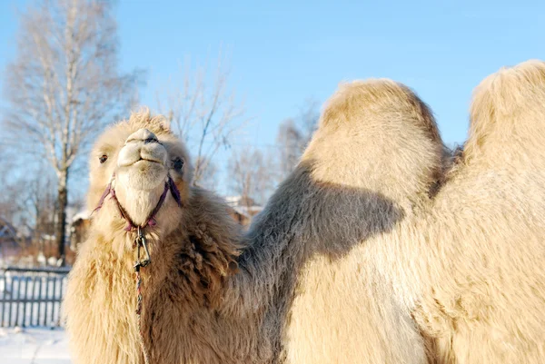 Portret shaggy kameel Rechtenvrije Stockafbeeldingen