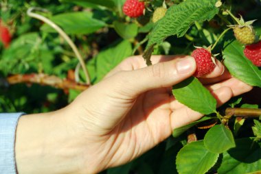 kız olgun ahududu toplar