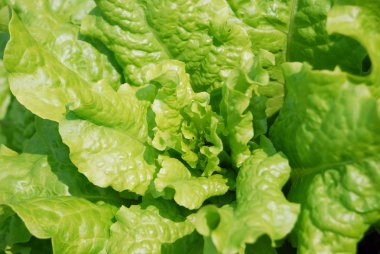 Yeşil marul yaprakları