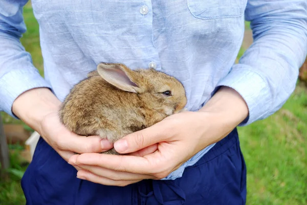 Piccolo coniglio soffice — Foto Stock