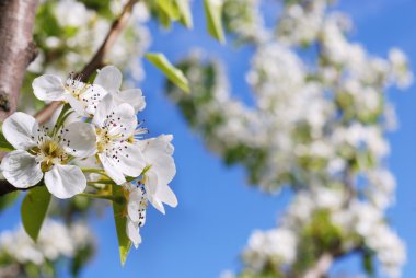 Çiçekler armut mavi gökyüzü karşı