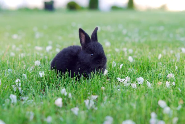 Czarny królik na łące — Zdjęcie stockowe