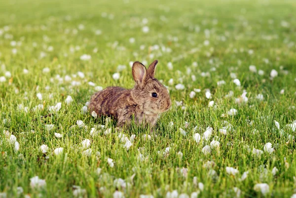 Lapin gris dans la prairie — Photo