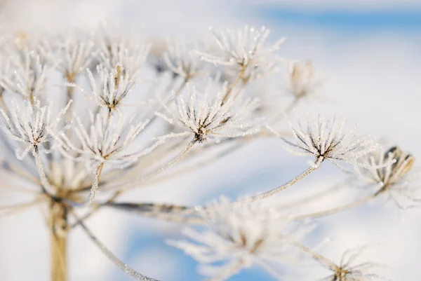 Frost kuru çiçek