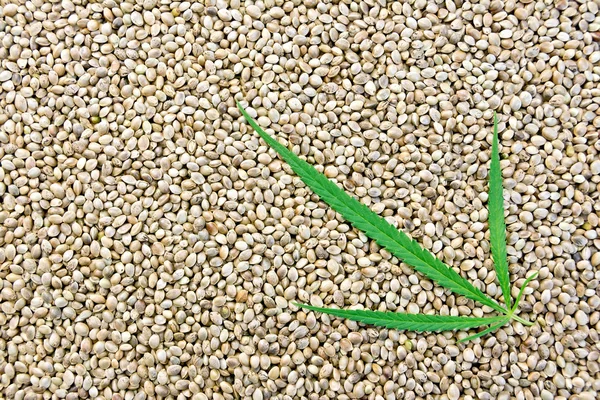 Hemp seeds with leaf — Stock Photo, Image