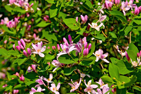 Honeysuckle pink blossoms