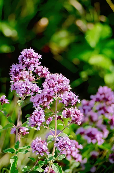 The Oregano lilac — Stock Photo, Image