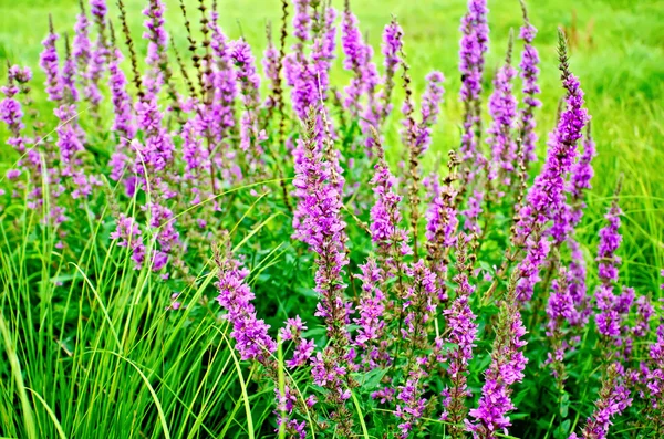 Lythrum salicaria rosa — Stockfoto