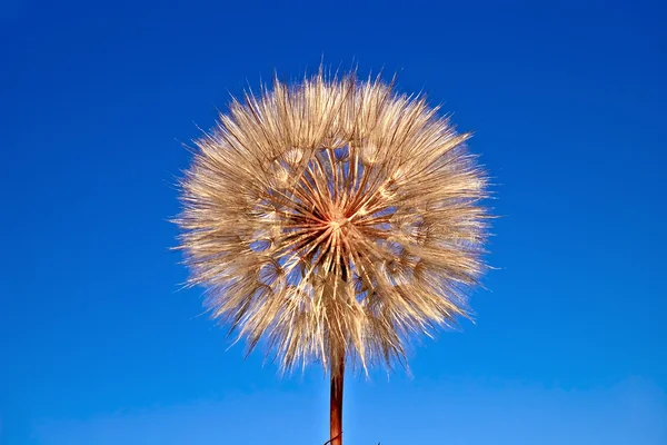 Tragopogon pratensis na modré obloze — Stock fotografie