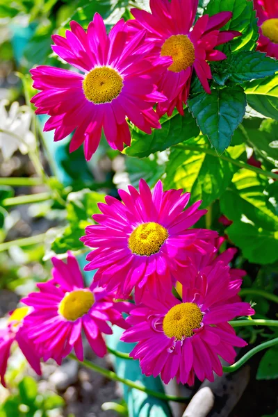 Feverfew crimson bouquet — Stock Photo, Image