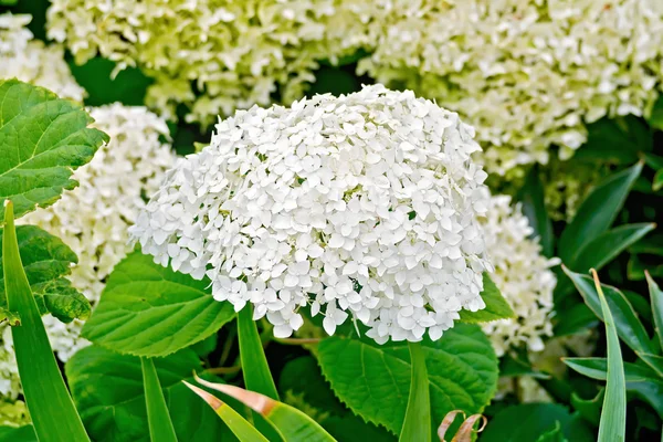 Hortenzia fehér bolyhos — Stock Fotó