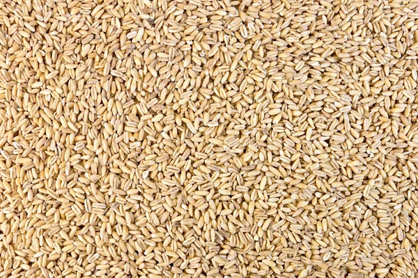 Pearl barley texture — Stock Photo, Image