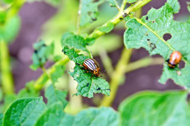 Colorado beetle and larva on potato leaves clipart