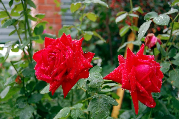 Троянди червоні два — стокове фото