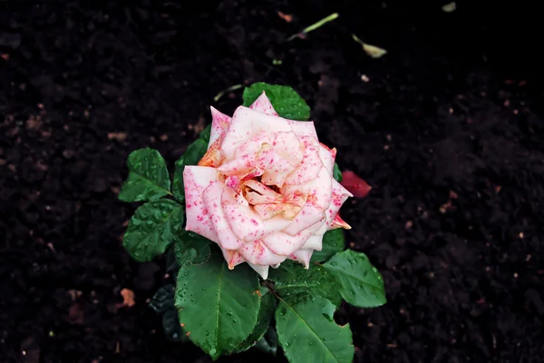 Róża różowa plamisty — Zdjęcie stockowe