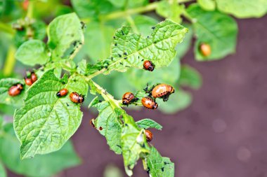 Colorado beetle larvae on potato leaves clipart