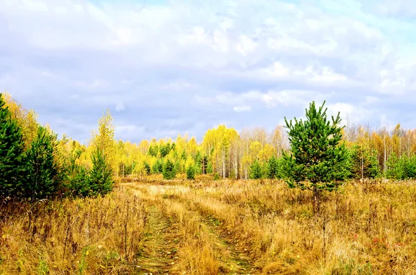 Forest höst med tallar och väg — Stockfoto