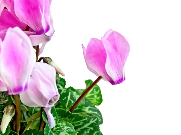 Цикламен рожевий з зеленим листям — стокове фото