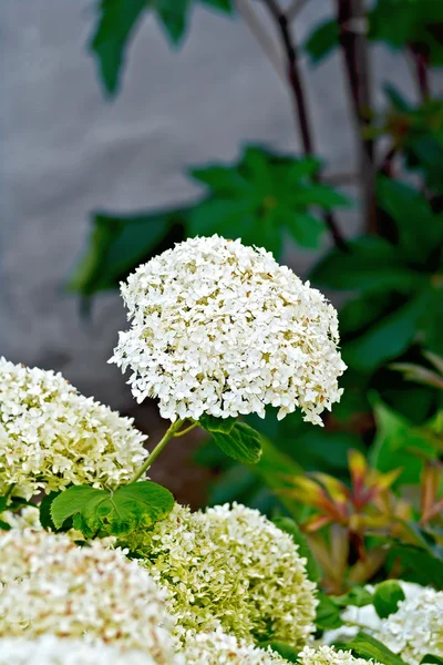 Hydrangea white with leaves — Stock Photo, Image