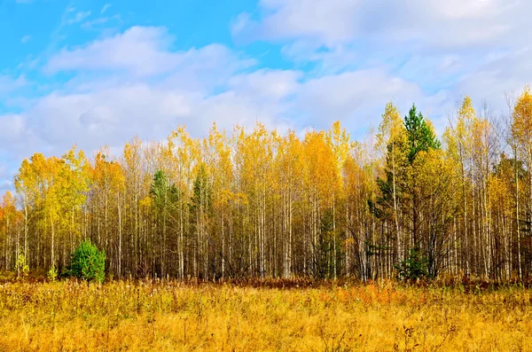 Podzimní Les žlutá a modrá obloha — Stock fotografie