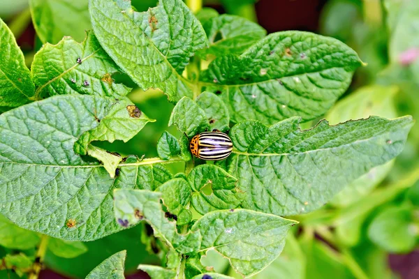 Colorado beetle on potato leaves — Stock Photo, Image