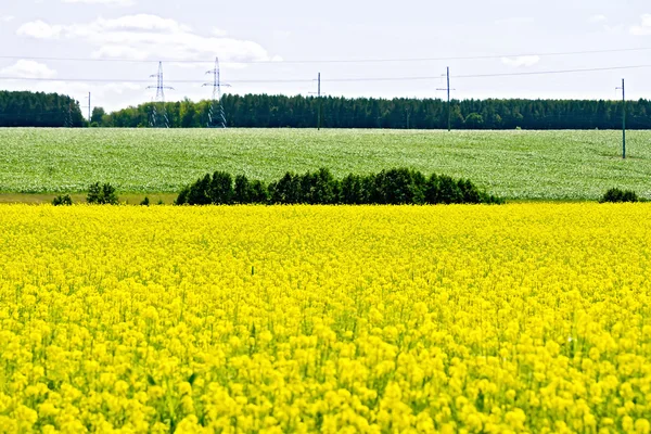 Rzepakowego pola z drzew — Zdjęcie stockowe