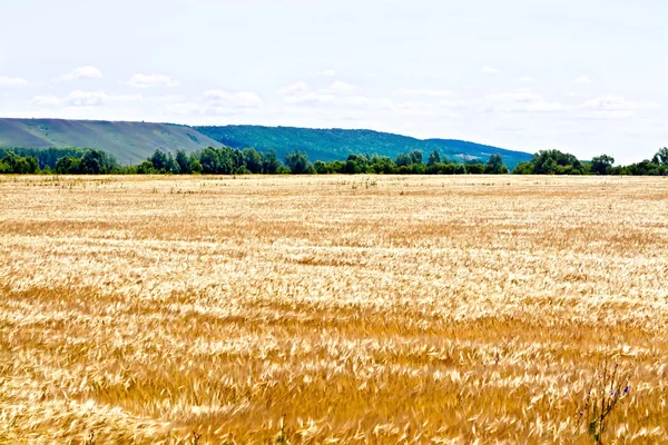 Field rye with trees — Stock Photo, Image